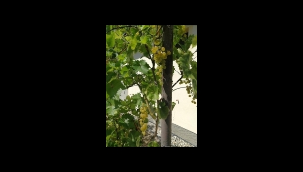 Vinobraní v Třeboni u rybníka